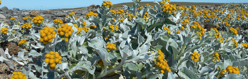 SEA CABBAGE Senecio candidans 